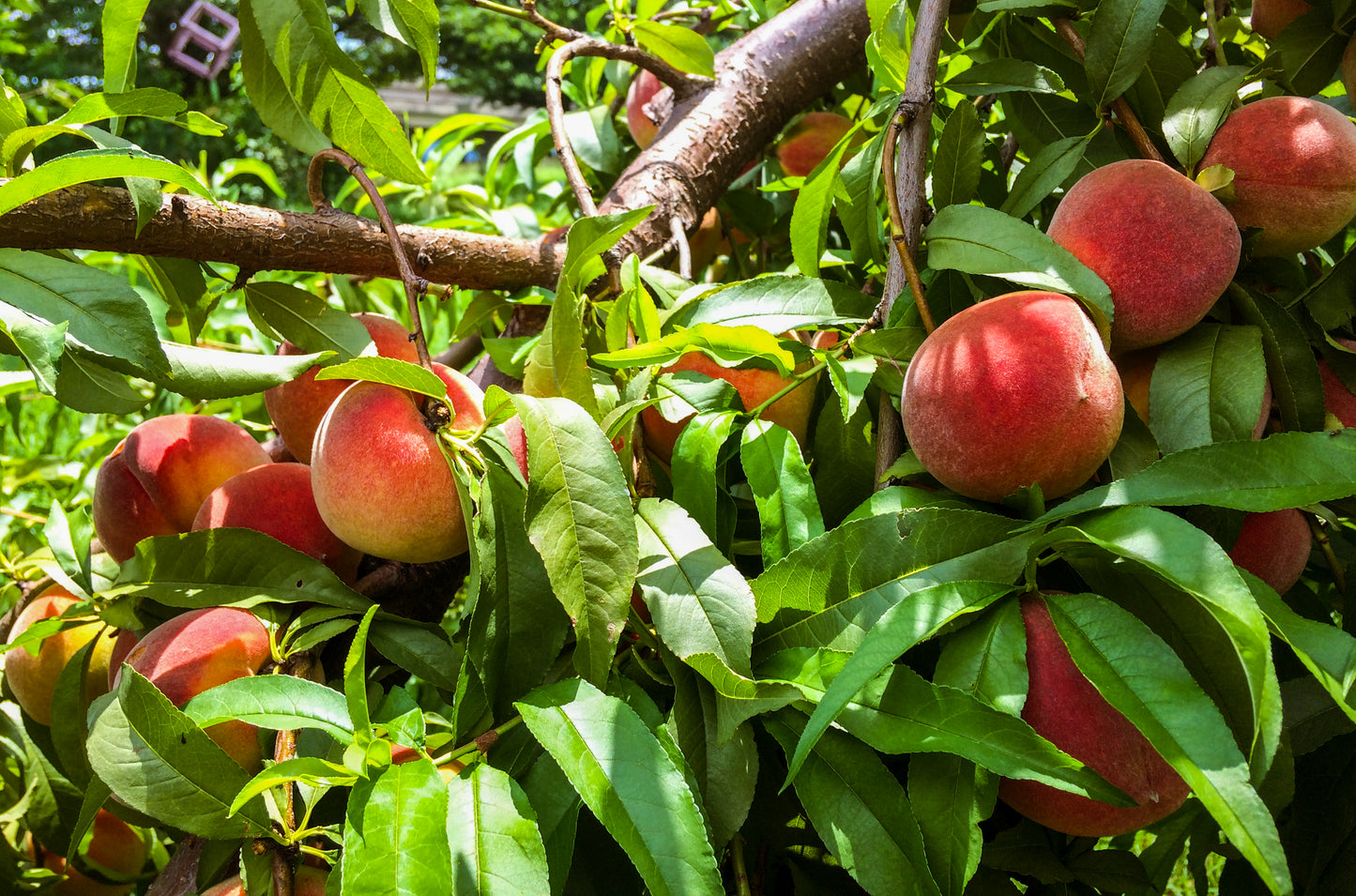 Peach+Honeysuckle Vinegar