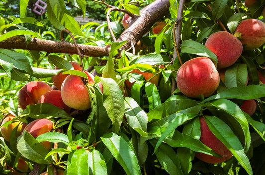 Peach+Honeysuckle Vinegar